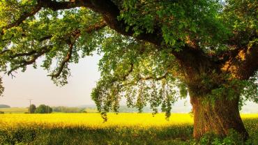 Grow deep